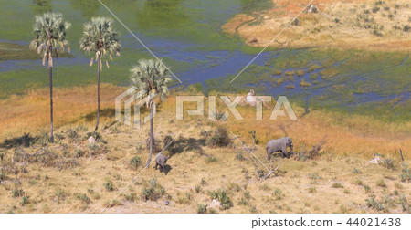 Elephants in the Okavango delta (Botswana) 44021438