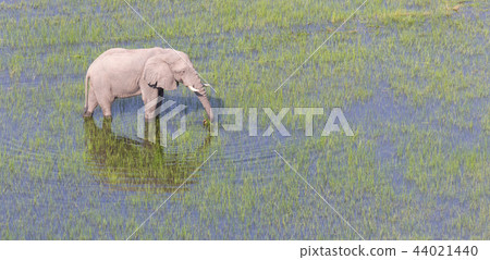Elephant crossing water in the Okavango delta  44021440
