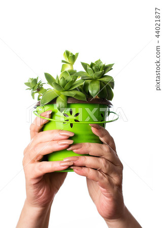 Female hand holdings a houseleek plant close up 44021877
