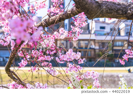 <Kyoto> Kamogawa in full bloom of cherry blossoms 44022019