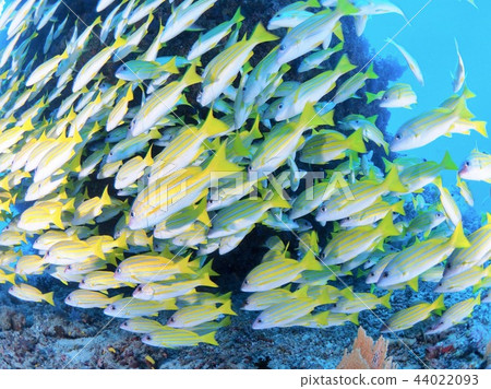 Yossji Huredai集團@Maldives Yossji Huredai集團@Maldives 44022093