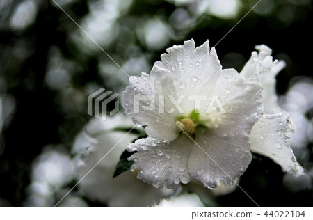 木琴白花在雨天 44022104
