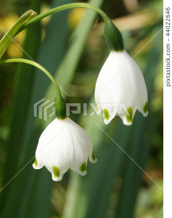 Suzu Lance Isen（雪花） 44022646