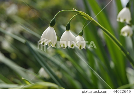 Suzu Lance Isen（雪花） 44022649