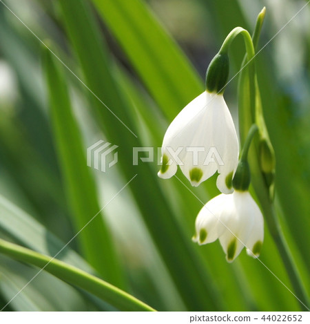 Suzu Lance Isen(雪花) Suzu Lance Isen(雪花) 44022652