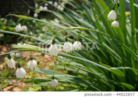 Suzu Lance Isen(雪花) Suzu Lance Isen(雪花) 44022657