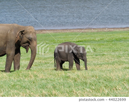大象父母和孩子@斯里蘭卡 44022699
