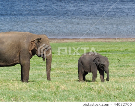 大象父母和孩子@斯里蘭卡 44022700