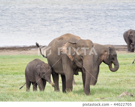 大象父母和孩子@斯里蘭卡 大象父母和孩子@斯里蘭卡 44022705