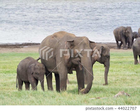大象父母和孩子@斯里蘭卡 大象父母和孩子@斯里蘭卡 44022707