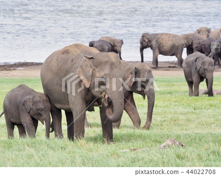大象父母和孩子@斯里蘭卡 44022708
