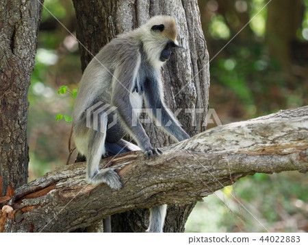 Monkey @ Sri Lanka Safari 44022883