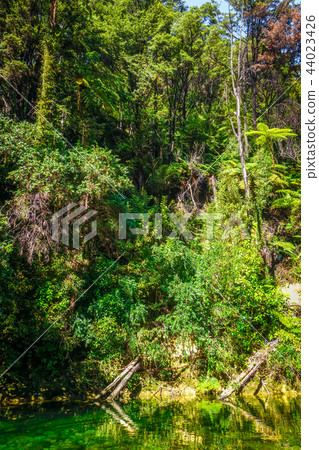 River in Abel Tasman National Park, New Zealand 44023426
