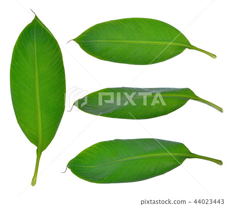 Banana leaf isolated on white background 44023443