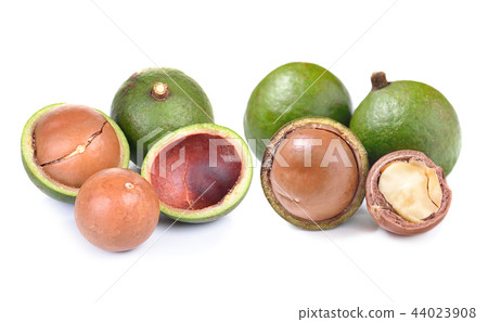 macadamia nuts isolated on white background 44023908