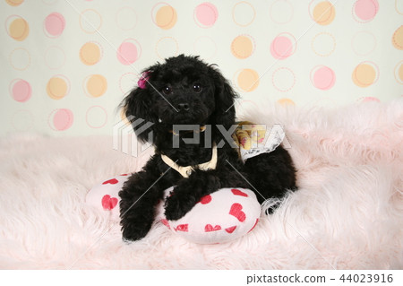 True toy poodle 44023916