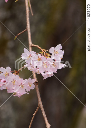 Nishi Asakawa-cho, the cherry blossoms of Kinnan-ji Temple Hachioji City Nishi Asakawa-cho, the cherry blossoms of Kinnan-ji Temple Hachioji City 44023970