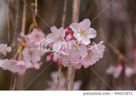 Nishi Asakawa-cho, the cherry blossoms of Kinnan-ji Temple Hachioji City 44023971