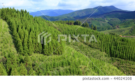 Mountain forest of lily cedars Mountain forest of lily cedars 44024108