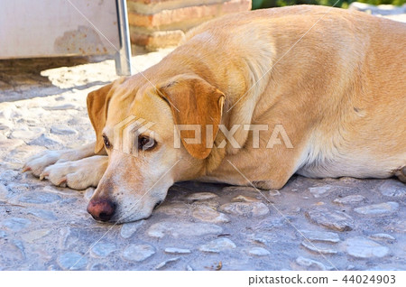 Dog Dog 44024903