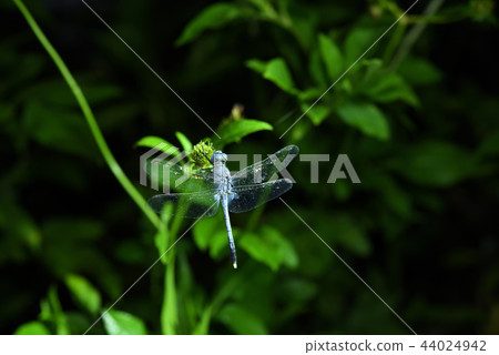 夜heathombo男 夜heathombo男 44024942