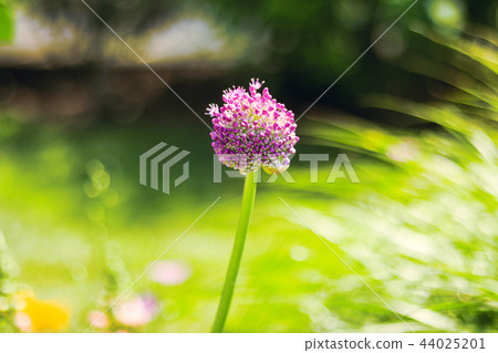 Beautiful   flowers blooming  in the summer  44025201