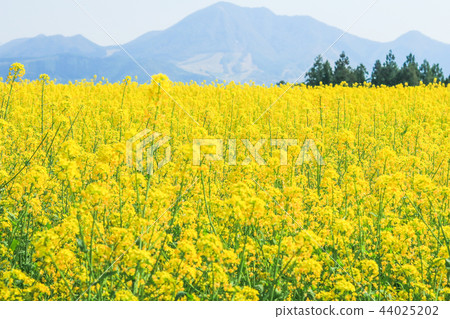 Beautiful Yellow flowers blossoming in  spring day 44025202