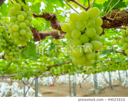 Grape picking Muscat of Alexandria from Okayama Prefecture 44025810