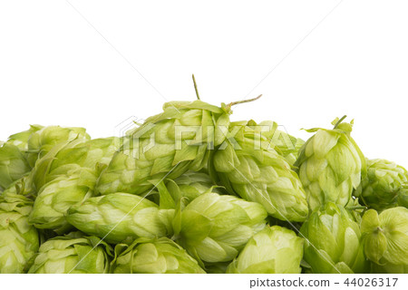 hop cones isolated hop cones isolated 44026317