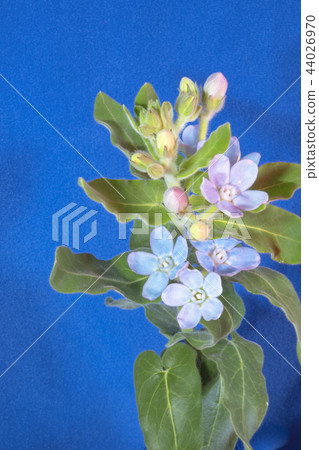 藍星 藍星 44026970