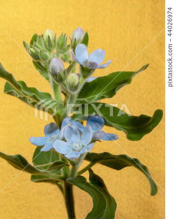 Blue Star Blue Star 44026974