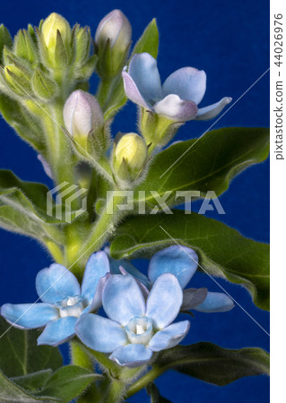 Blue Star Blue Star 44026976