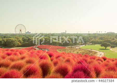[Plant] Kochia 44027384