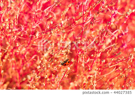 [Plant] Kochia 44027385