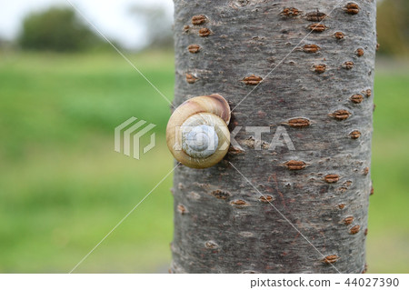 snails snails 44027390