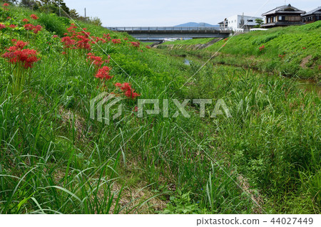 Higambuna Higambuna 44027449