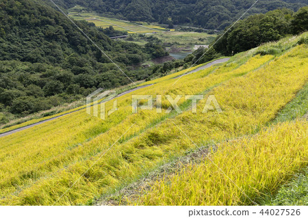 Rice terraces of Ogura 44027526