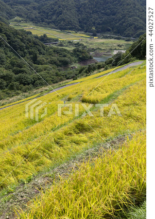 Rice terraces of Ogura 44027527