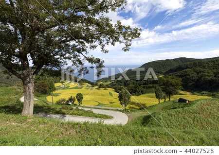 岩國的田田 44027528