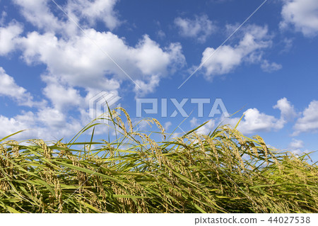 Autumn sky and ear rice Autumn sky and ear rice 44027538