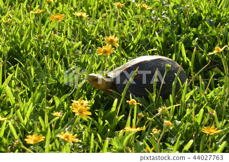 Yaeyama Maru's Turtle and the American Hammar 44027763