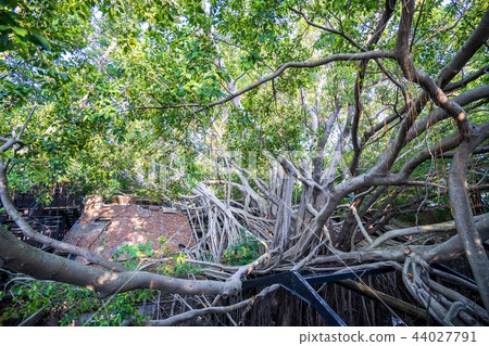 亞洲 台灣 台南 安平樹屋 景點 Anping Tree House 44027791