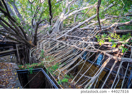 亞洲 台灣 台南 安平樹屋 景點 Anping Tree House 亞洲 台灣 台南 安平樹屋 景點 Anping Tree House 44027816