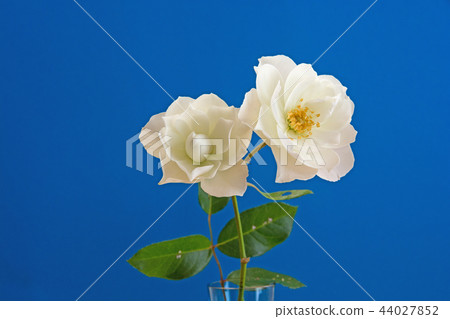 White rose on blue background 44027852