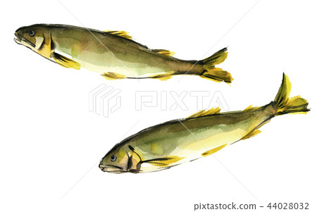 游泳的甜魚水彩阿育魚 44028032