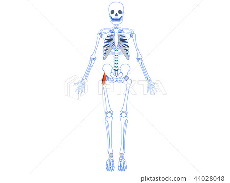 股骨筋膜張力肌髂脛韌帶 股骨筋膜張力肌髂脛韌帶 44028048