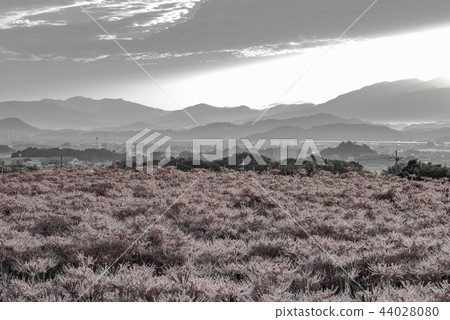 (Sepia) cluster amaryllis in the early morning (Sepia) cluster amaryllis in the early morning 44028080
