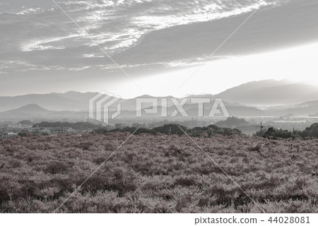 (Sepia) cluster amaryllis in the early morning (Sepia) cluster amaryllis in the early morning 44028081