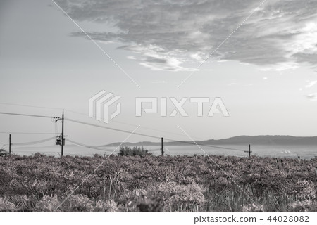 （棕褐色）在清晨聚集孤挺花 44028082