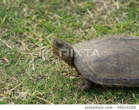 八重山龜 44028108